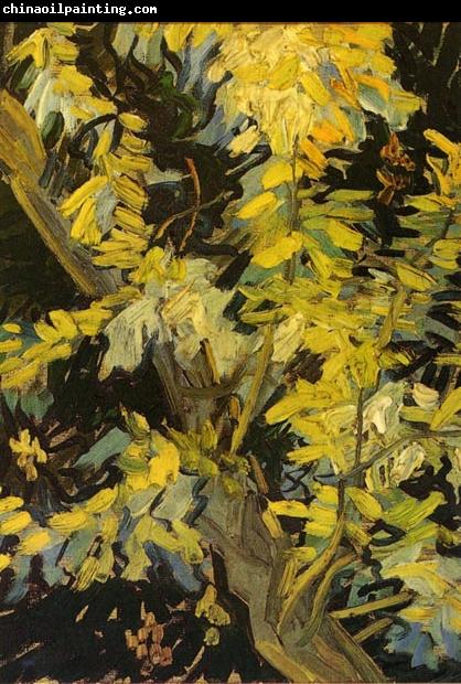 Vincent Van Gogh Blossoming Acacia Branches