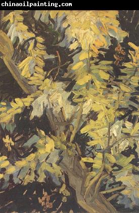 Vincent Van Gogh Blossoming Acaia Branches (nn04)