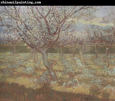 Vincent Van Gogh Apricot Trees in Blossom (nn04)