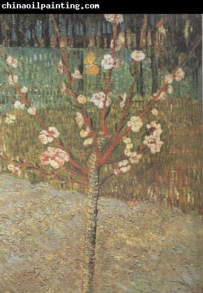 Vincent Van Gogh Almond Tree in Blossom (nn04)